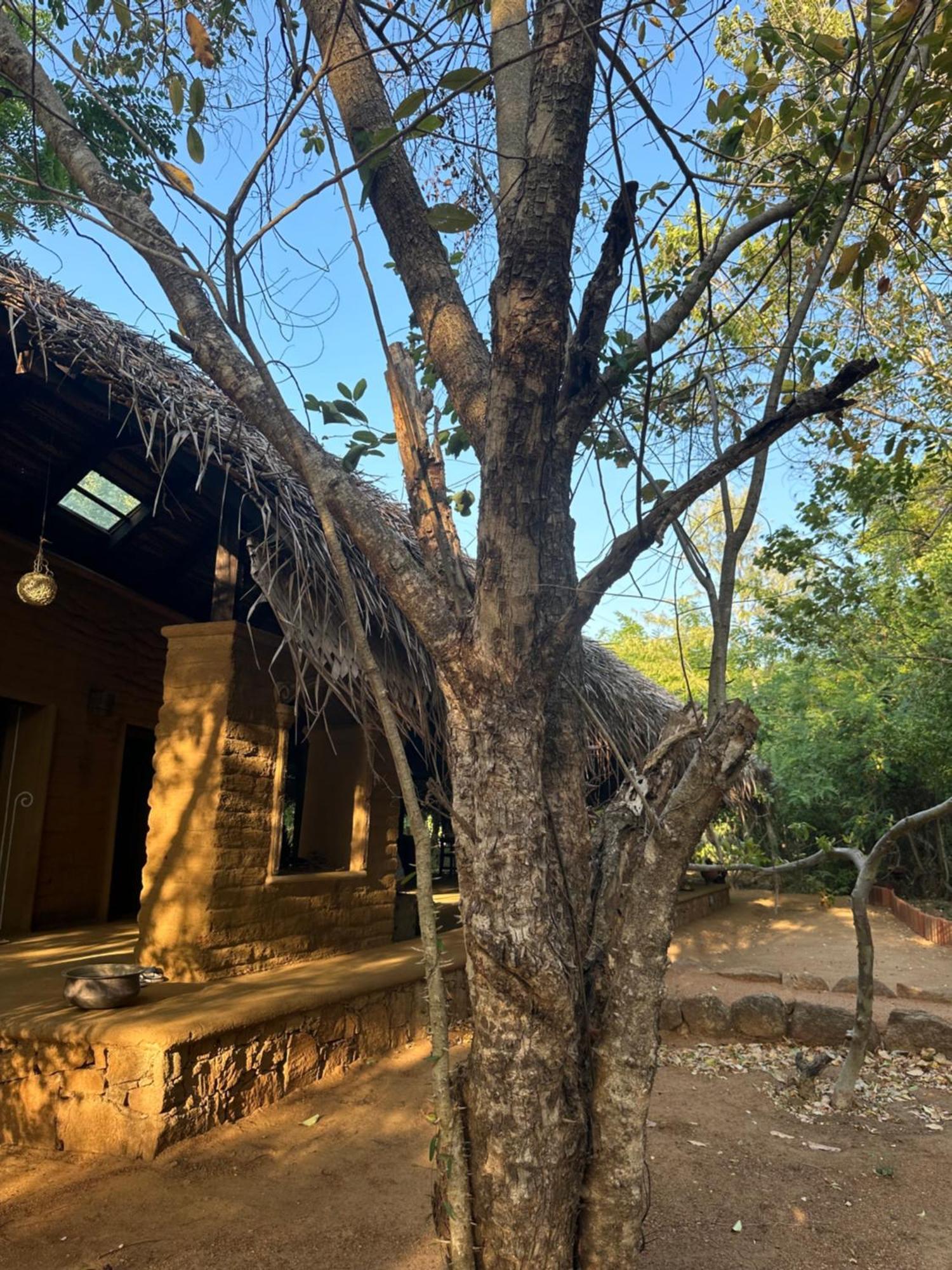 Отель Athreya Ayurveda Ashram Хабарана Экстерьер фото